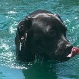 Experienced Orange Park Pet Sitter, Florida Jobs