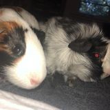 Overland Park, Kansas Pet Sitter