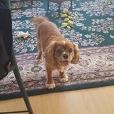Home Away From Home Dog Boarding