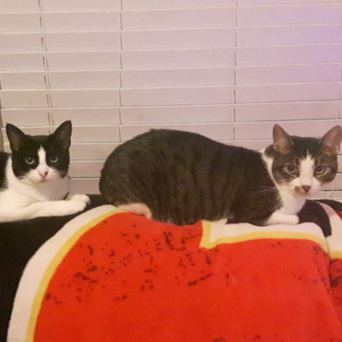 Pet Care Provider Shelley A's Profile Picture