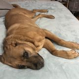 Hoping to Connect with People to walk my dog 2x a day in New City, NY