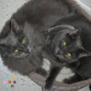 Feed cats when we go on vacation