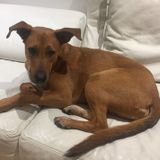 Honest Pet Sitter Needed Immediately