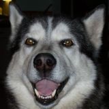 Pet Sitting Professional of 30 yrs. experience in Dorset/Baysville