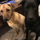 Chantilly, Virginia Overnight Pet Sitting