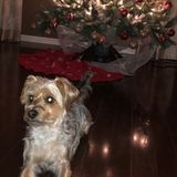 Brampton Dog Sitter Interested In Work in Ontario