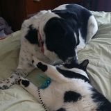 Pet Sitting In Bismarck/Mandan