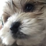 Petsitter