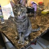 150 for Cat Boarding Needed ASAP!
