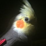 Available: I can take care of small animals and nearby house pets in need of care.