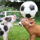 I love my pets, I would love to know yours! :)
For Hire: Pet Sitter in Atwater, California