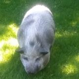 Looking For A PetSitter Boarding At Your Home .,