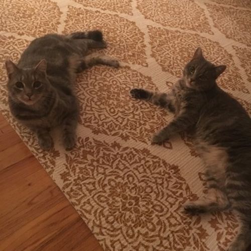 Pet Care Provider Alexandra Darwin's Profile Picture