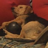Looking For a Pet Carer Job in Guelph, Ontario