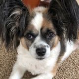Caring, responsible pet sitter available for your needs!