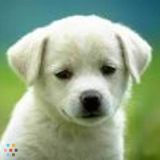 Pet Care
