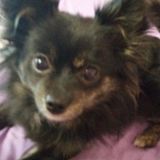 Every second im with your pet, all my love and care is just for them. Even exotics!