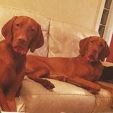 Looking to hire an experienced (in-home) pet sitter in Pompano Beach, FL