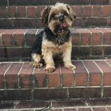 Chester Petsitter Interested In Being Hired in Virginia