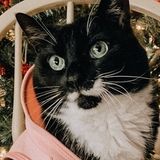 For Hire: Pet Sitter in Hopewell
