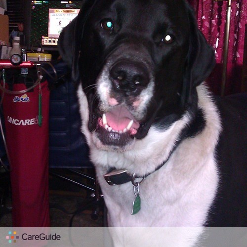 Pet Care Provider Andrew H's Profile Picture