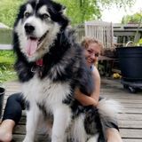 Available: Dedicated pet sitter in Lombard, Illinois