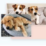Glenn Mills/Media Area Dog Sitter Available!