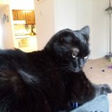 Searching for Present Cat sitter