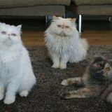 Professional Pet Sitter