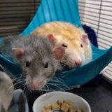 Looking for someone to love on our ratties