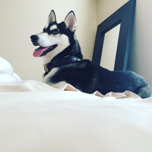 Pet Care Provider Ashleigh P's Profile Picture
