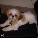 Need dog sitter July 17-20th in East Lansing