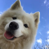 Present Pet Sitter for Your Home