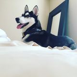 Pet Sitter