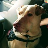 Disciplined House and Petsitter for Your Home