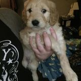 Love Animals So Much And Love To Be Around Them. And Care For Them