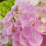 Photos and Flourishes