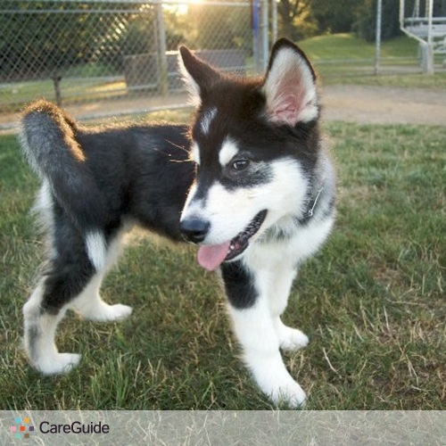 Pet Care Provider Tender Love Care For your pet's Profile Picture