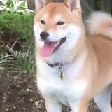 Doggy vacation /stay in nice home/large fenced in yard