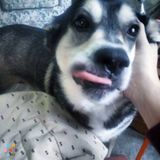 Dan The Dog Walker (Liberty Village, King and Dufferin, Parkdale)