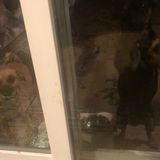 Single mother in need of a dog or cat long-term care