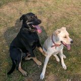 Pet Sitter for visits or overnight care as needed for your convenience !