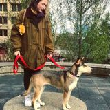 Caring and Attentative Animal Lover with Years of Experience