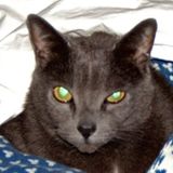 Grimsby Petsitter Opportunity