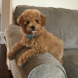 Experienced, Professional and Reliable Pet Sitter