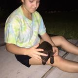 Dog Sitter