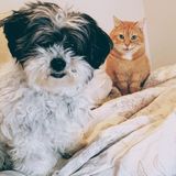Available: Pet Sitting / Dog Walking Professional in Oakville and Burlington Ontario