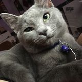 Interested In Roopville or Carrollton Pet Sitter, Georgia Jobs