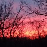 Available: Caring House Sitter, Pet Walker/Sitter and Plant Talker/Sitter in Harrisburg, Pennsylvania