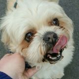 For Hire: Disciplined Dog Walker in Hopkinton, Massachusetts